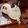 Dixon is registered to the contest to win money with this photo: animal, brown_spots, carpet, cat, decorative_figurine, domestic_animal, ears, feline, fur, furniture, home, indoor, pet, reflection, relaxed, sitting, table, whiskers, white_cat, wooden_table