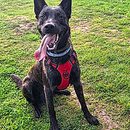 Alpha a rejoint le concours — aidez-le/la à gagner de superbes lots ! dog, black_dog, red_harness, tongue_out, grass, yellow_ball, chewed_toy, happy_dog, outdoor, daytime, horse, fence, field, nature, playful, pet, canine, animal, greenery, sunlight