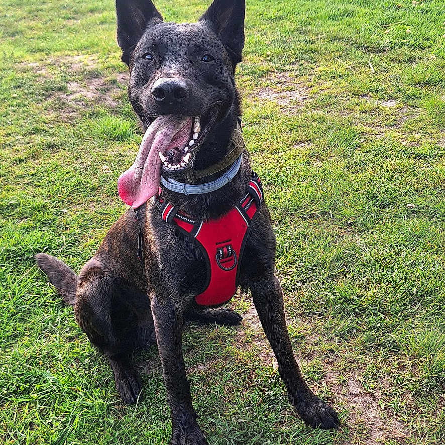 Alpha a rejoint le concours — aidez-le/la à gagner de superbes lots ! dog, black_dog, red_harness, tongue_out, grass, yellow_ball, chewed_toy, happy_dog, outdoor, daytime, horse, fence, field, nature, playful, pet, canine, animal, greenery, sunlight