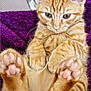 Cece is registered to the contest to win money with this photo: kitten, cat, ginger_cat, tabby, paw_pads, pink_paws, fur, close_up, purple_blanket, plush, cute, pet, animal, whiskers, ears, relaxed, indoors, soft, feline, young_cat