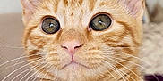 Cece joined the competition — help win amazing prizes! cat, kitten, orange_tabby, close_up, whiskers, indoor, pet, feline, cute, animal, young_cat, fur, ears, face, eyes, domestic_cat, portrait, looking, soft_light, background_blur