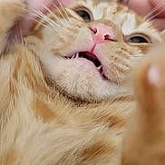 Cece joined the competition — help win amazing prizes! cat, orange_tabby, close_up, fur, pink_nose, whiskers, pet, animal, cute, relaxed, mouth_open, indoor, feline, soft_fur, sleepy, adorable, domestic_cat, closeup, muzzle