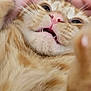 cat, orange_tabby, close_up, fur, pink_nose, whiskers, pet, animal, cute, relaxed, mouth_open, indoor, feline, soft_fur, sleepy, adorable, domestic_cat, closeup, muzzle