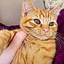 Cece joined the competition — help win amazing prizes! cat, orange_tabby, pet, close_up, green_eyes, fur, whiskers, hand, cozy, indoor, blanket, texture, cute, animal, portrait, domestic_cat, mammal, feline, soft, relaxed