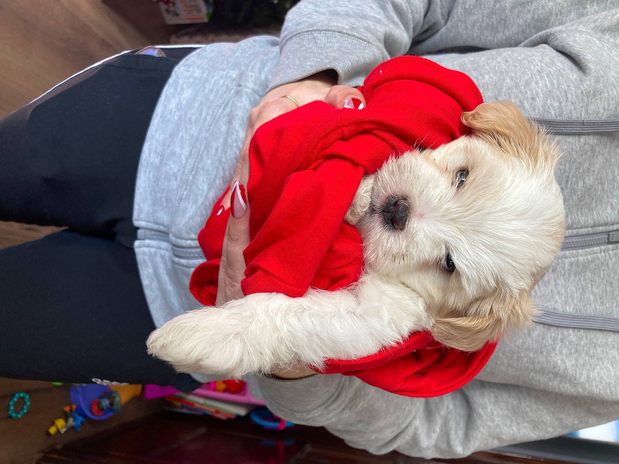 Shaggy is registered to the contest to win money with this photo: canidae, carmine, carnivore, collar, comfort, companion_dog, dog, dog_breed, dog_clothes, dog_collar, dog_supply, fur, santa_claus, sitting, small_terrier, snout, sporting_group, stuffed_toy, terrier, toy_dog