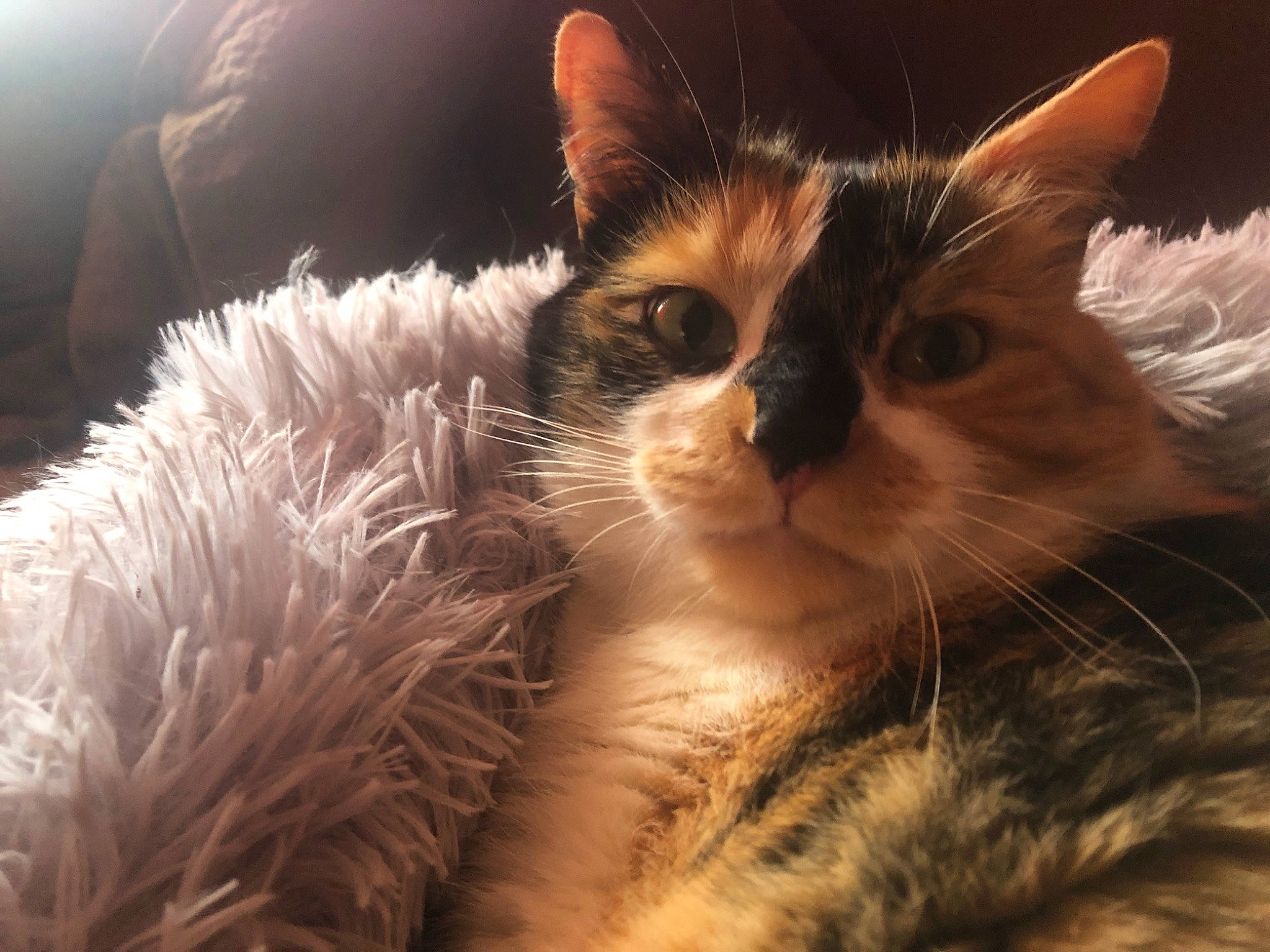 Kitty participe au concours pour gagner de l'argent avec cette photo : art, carnivore, cat, claw, darkness, domestic_short_haired_cat, fawn, felidae, fur, grass, night, paw, plant, ragdoll, sky, small_to_medium_sized_cats, tail, tree, whiskers, window