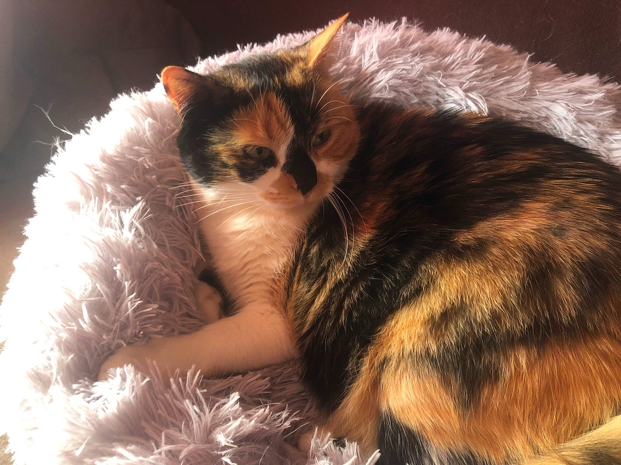 Kitty participe au concours pour gagner de l'argent avec cette photo : carnivore, cat, claw, comfort, domestic_short_haired_cat, fawn, felidae, fur, grass, paw, plant, small_to_medium_sized_cats, snout, tail, whiskers