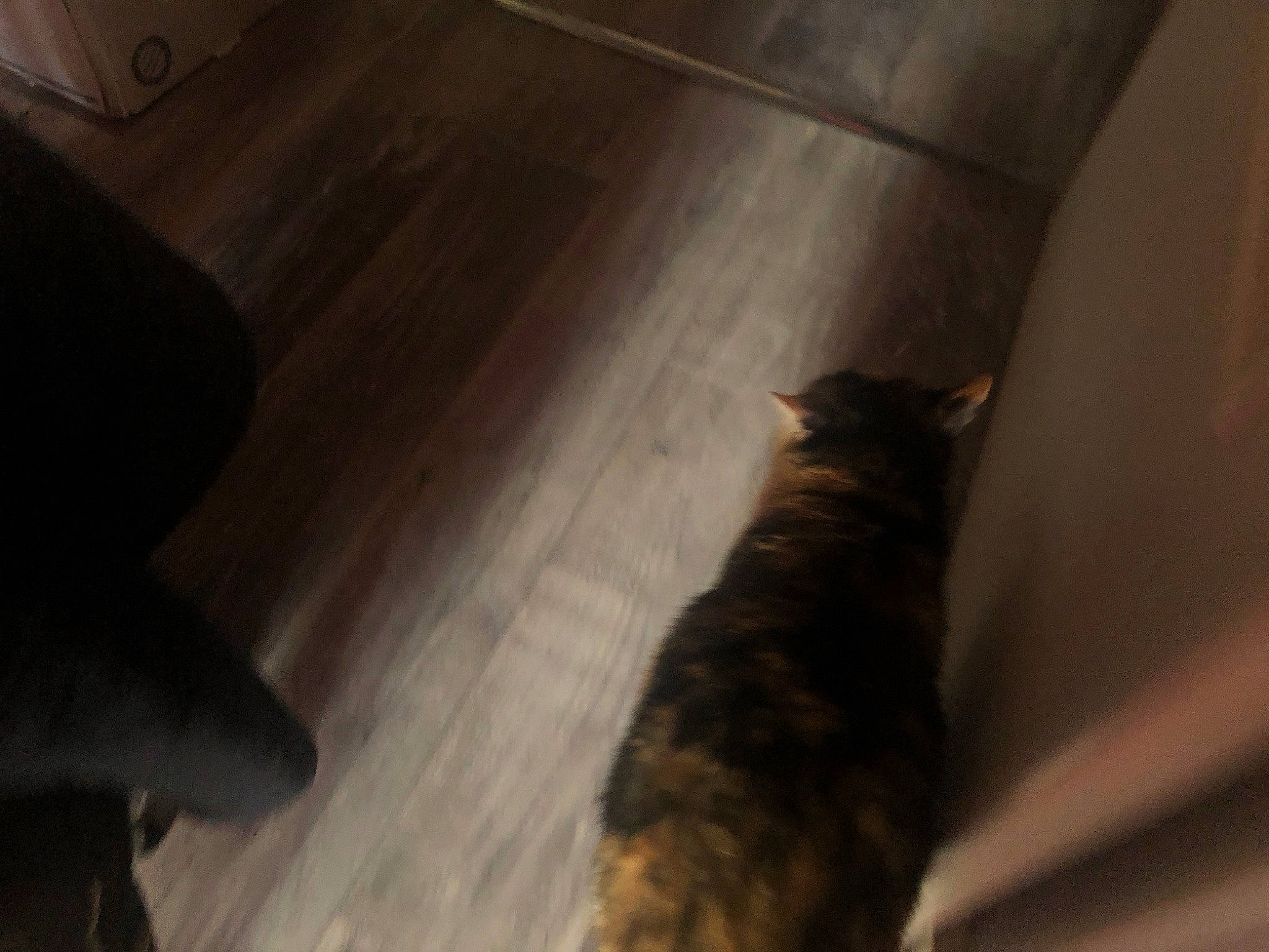 Kitty a rejoint le concours — aidez-le/la à gagner de superbes lots ! brown, carnivore, cat, dog_breed, domestic_short_haired_cat, fawn, felidae, floor, flooring, fur, hardwood, laminate_flooring, shadow, small_to_medium_sized_cats, tail, tints_and_shades, whiskers, wood, wood_flooring, wood_stain