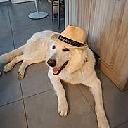 Ulkor a rejoint le concours — aidez-le/la à gagner de superbes lots ! accessory, canine, chair, dog, domestic_animal, floor, fur, happy, hat, home, indoor, lounge, mouth_open, pet, portrait, relaxed, smiling, tile_floor, white_dog, wooden_cabinet