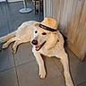 accessory, canine, chair, dog, domestic_animal, floor, fur, happy, hat, home, indoor, lounge, mouth_open, pet, portrait, relaxed, smiling, tile_floor, white_dog, wooden_cabinet