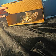 Waffles joined the competition — help win amazing prizes! kitten, cat, cardboard_box, hand, black_fabric, indoor, pet, curious, light_shadow, feline, playful, small_animal, domestic_animal, cute, brown_cat, whiskers, paw, cozy, texture, bed