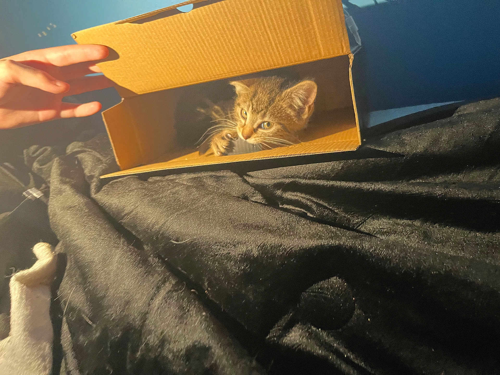 Waffles joined the competition — help win amazing prizes! kitten, cat, cardboard_box, hand, black_fabric, indoor, pet, curious, light_shadow, feline, playful, small_animal, domestic_animal, cute, brown_cat, whiskers, paw, cozy, texture, bed