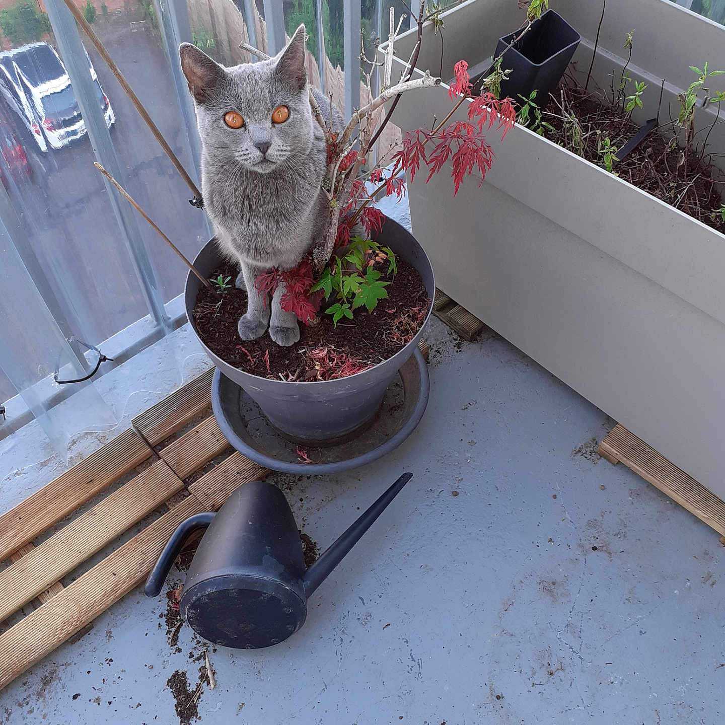 Osaya participe au concours pour gagner de l'argent avec cette photo : animal, car, cat, cookware, flower, jar, leaf, nature, outdoors, pet, plant, planter, pot, pottedplant, pottery, soil, transportation, tree, vase, vehicle