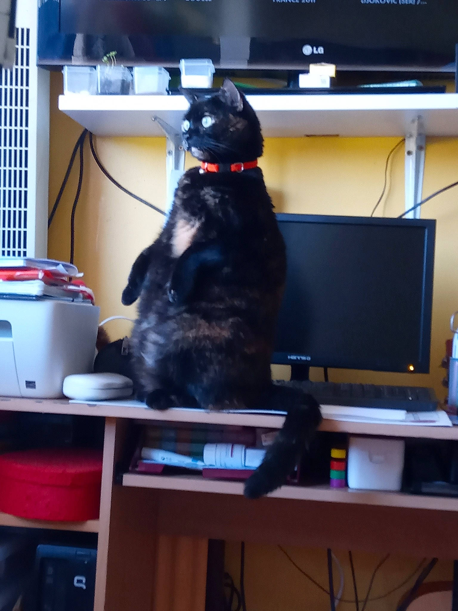 Maya
