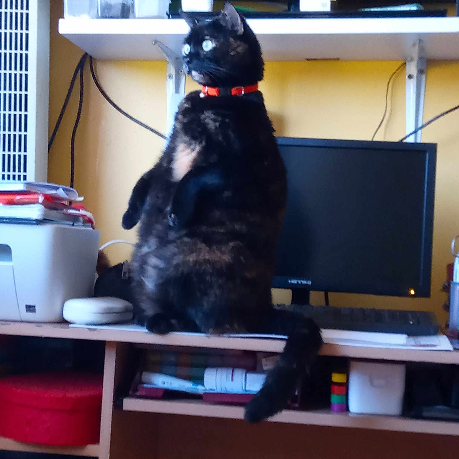 Maya