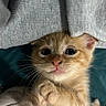 kitten, cat, orange_cat, pet, cute, whiskers, paws, blanket, gray_fabric, closeup, wide_eyes, fur, indoor, cozy, soft_texture, young_cat, playful, adorable, animal, portrait
