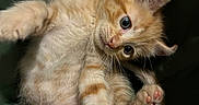 Felix joined the competition — help win amazing prizes! kitten, cat, ginger, orange, fur, cute, pet, animal, paw, stretching, whiskers, ears, eyes, young, feline, indoor, soft, playful, adorable, closeup