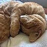 Felix is registered to the contest to win money with this photo: cat, orange_cat, sleeping, curled_up, paw_covering_face, feline, fur, whiskers, cozy, blanket, indoor, resting, pet, cute, relaxed, soft_texture, animal, nap, domestic_cat, closeup
