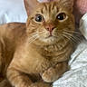 Felix joined the competition — help win amazing prizes! cat, orange_tabby, pet, feline, whiskers, close_up, bed, bedding, pillow, indoor, animal, cute, fur, relaxed, resting, looking, ears, eyes, paw, sleepy