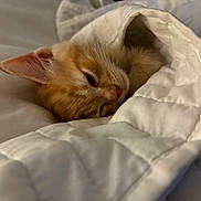 Felix joined the competition — help win amazing prizes! kitten, cat, orange_cat, sleeping, cozy, blanket, quilt, bed, indoor, fur, pet, cute, nap, resting, whiskers, small_animal, domestic_animal, feline, soft, warm