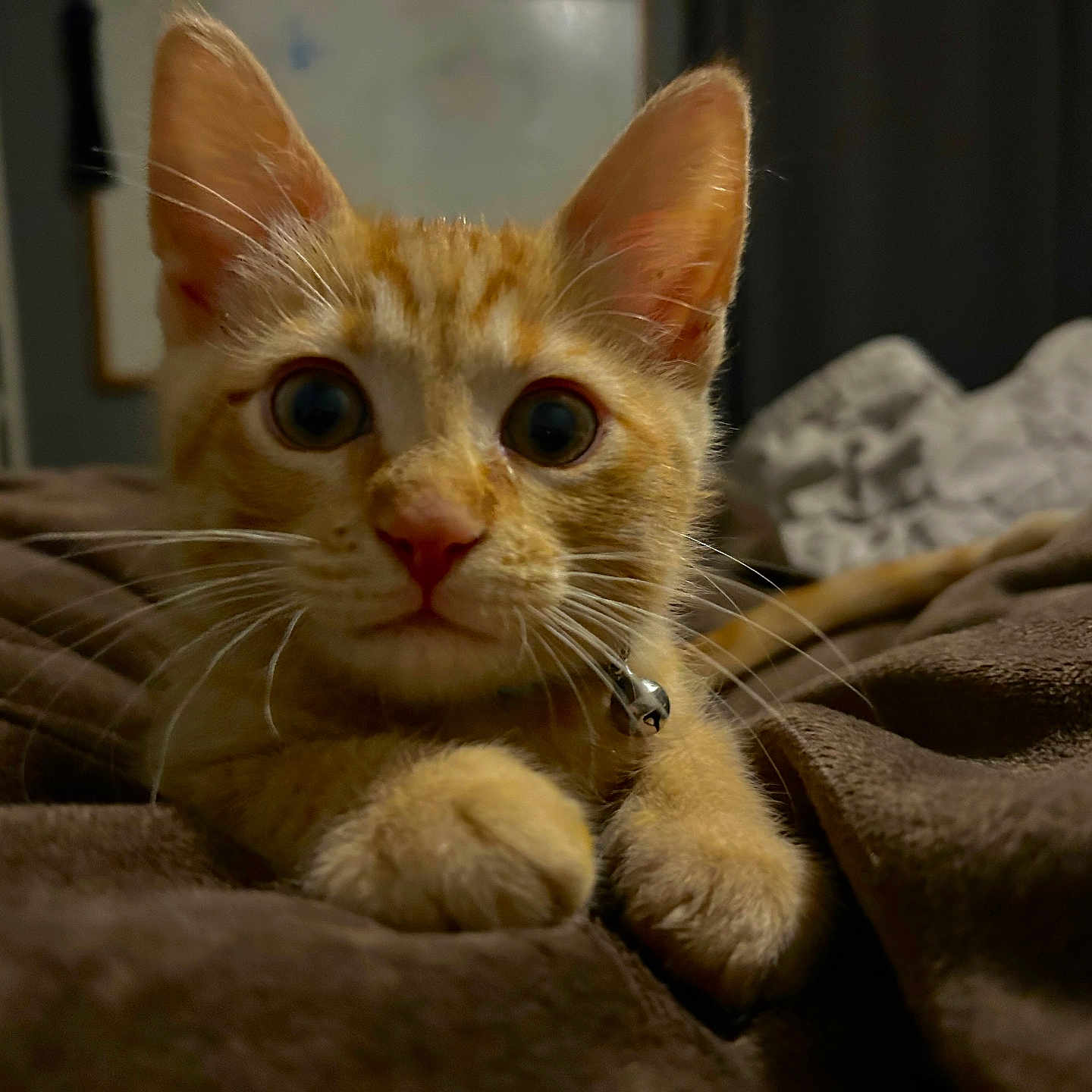 Felix