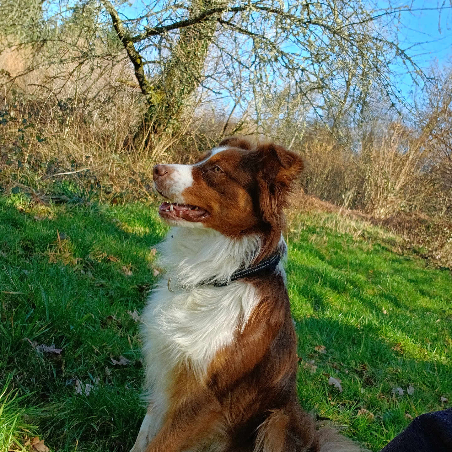 Krokette