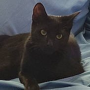 Jax is registered to the contest to win money with this photo: abyssinian, animal, blackcat, cat, kitten, manx, pet