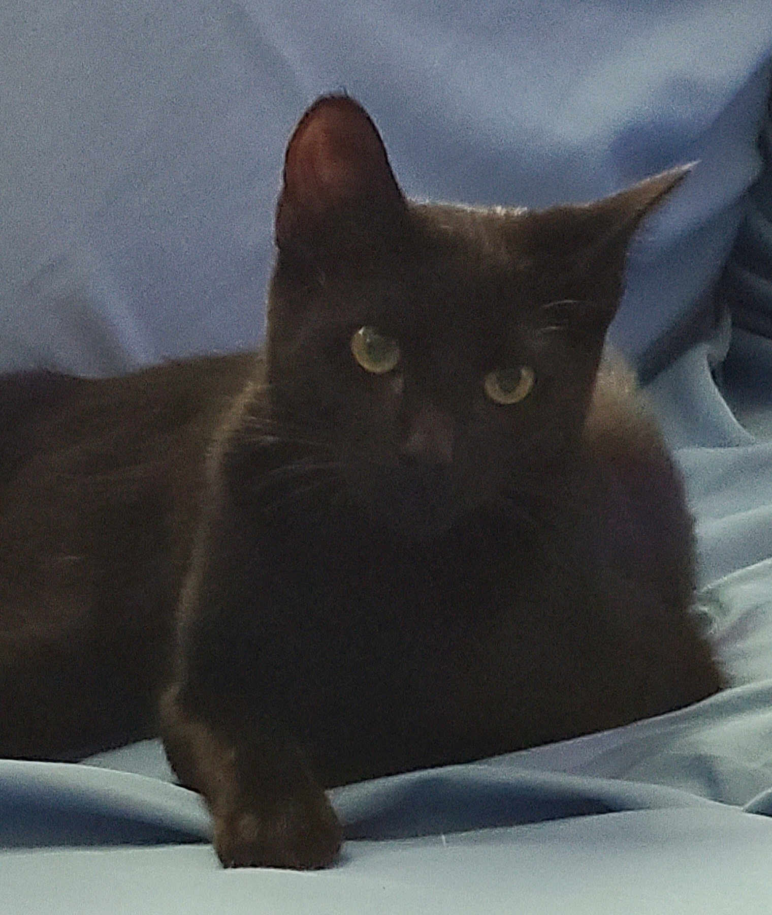 Jax is registered to the contest to win money with this photo: abyssinian, animal, blackcat, cat, kitten, manx, pet