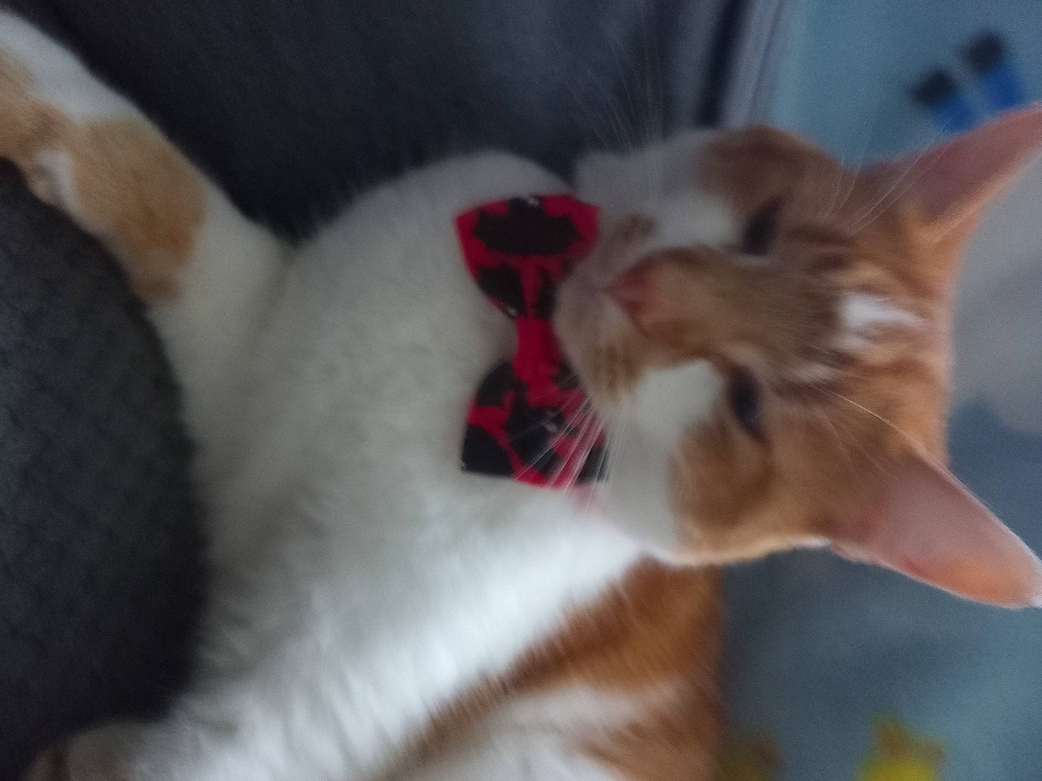 Tigger joined the competition — help win amazing prizes! bed, canidae, carnivore, cat, claw, comfort, companion_dog, dog_breed, domestic_short_haired_cat, fang, fawn, felidae, fur, nap, paw, small_to_medium_sized_cats, sporting_group, tail, whiskers, yawn