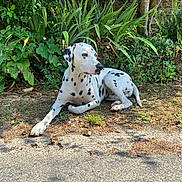 Peanuts participe au concours pour gagner de l'argent avec cette photo : animal_portrait, black_and_white, canine, collar, dalmatian, dog, ears, foliage, garden, greenery, lying_down, nature, outdoor, pavement, pet, plants, relaxed, spotted_coat, stone_wall, sunlight