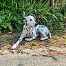 animal_portrait, black_and_white, canine, collar, dalmatian, dog, ears, foliage, garden, greenery, lying_down, nature, outdoor, pavement, pet, plants, relaxed, spotted_coat, stone_wall, sunlight