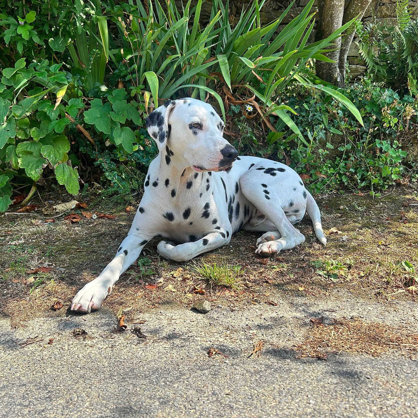 Peanuts