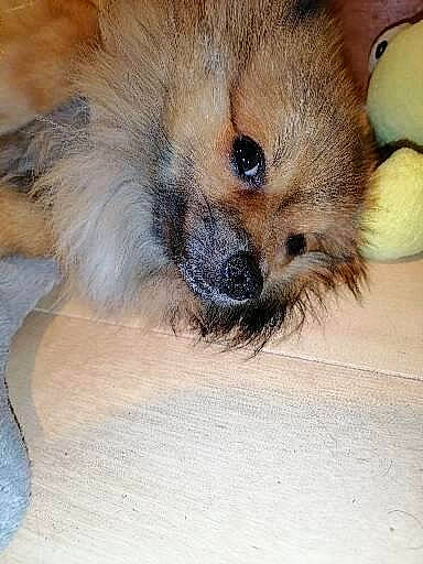 Twix participe au concours pour gagner de l'argent avec cette photo : canidae, carnivore, companion_dog, dog, dog_breed, fawn, fur, german_spitz, german_spitz_klein, german_spitz_mittel, mammal, non_sporting_group, pomeranian, puppy, snout, spitz, toy_dog, vertebrate, volpino_italiano, whiskers