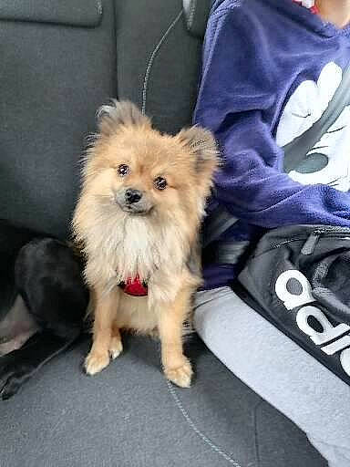 Twix participe au concours pour gagner de l'argent avec cette photo : canidae, carnivore, companion_dog, dog, dog_breed, fawn, german_spitz, german_spitz_klein, german_spitz_mittel, mammal, non_sporting_group, pomeranian, puppy, rare_breed_dog, snout, spitz, toy_dog, vertebrate, volpino_italiano