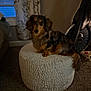 animal, black, brown, carpet, cozy, curtains, dachshund, dog, exercise_bike, fluffy, furniture, home, indoors, long_hair, ottoman, pet, portrait, sitting, tan, window