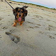Odie joined the competition — help win amazing prizes! dog, beach, sand, sunset, leash, paw_prints, outdoor, animal, pet, sky, grass, horizon, small_dog, ears, tongue_out, walking, nature, footprints, cute, landscape