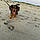 Odie