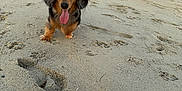 Odie joined the competition — help win amazing prizes! animal, beach, cute, dog, ears, footprints, grass, horizon, landscape, leash, nature, outdoor, paw_prints, pet, sand, sky, small_dog, sunset, tongue_out, walking