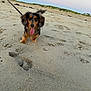 dog, beach, sand, sunset, leash, paw_prints, outdoor, animal, pet, sky, grass, horizon, small_dog, ears, tongue_out, walking, nature, footprints, cute, landscape