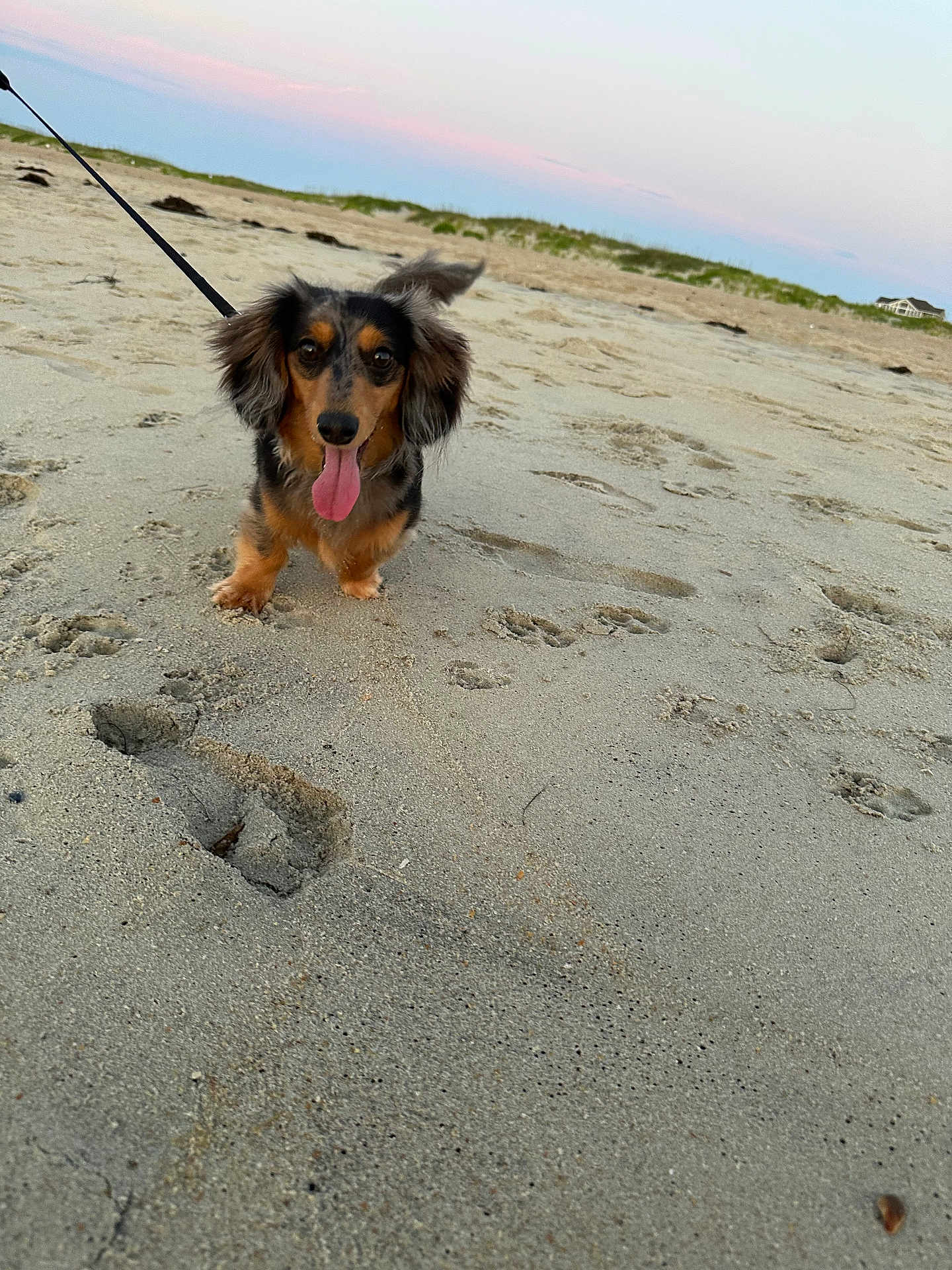 Odie joined the competition — help win amazing prizes! dog, beach, sand, sunset, leash, paw_prints, outdoor, animal, pet, sky, grass, horizon, small_dog, ears, tongue_out, walking, nature, footprints, cute, landscape