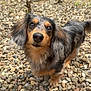 Odie is registered to the contest to win money with this photo: animal, black, brown, curious, cute, dachshund, dog, ears, eyes, fur, greenery, long_hair, nature, outdoor, pebbles, pet, small_dog, snout, tail, tan