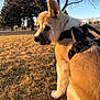 dog, puppy, harness, park, grass, golden_hour, portrait, side_profile, ears, leash, outdoor, trees, sunlight, fur, snout, sitting, walk, nature, pet, daytime