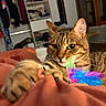 Warma participe au concours pour gagner de l'argent avec cette photo : cat, tabby_cat, pet, feline, animal, indoors, bed, blanket, feather_toy, toy, playful, wide_eyes, whiskers, striped_fur, brown_fur, relaxed, portrait, close_up, bedroom, home