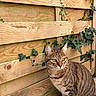 cat, tabby, feline, pet, animal, green_eyes, whiskers, striped_fur, sitting, outdoor, garden, wooden_fence, ivy, rustic, portrait, close_up, alert, looking_at_camera, natural_light, paws