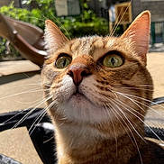 Warma a rejoint le concours — aidez-le/la à gagner de superbes lots ! cat, ginger_cat, tabby, feline, pet, animal, close_up, portrait, face, eyes, whiskers, ears, nose, fur, orange, outdoor, sunlight, patio, chair, curious