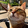 cat, ginger_cat, tabby, feline, pet, animal, close_up, portrait, face, eyes, whiskers, ears, nose, fur, orange, outdoor, sunlight, patio, chair, curious