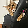 Warma a rejoint le concours — aidez-le/la à gagner de superbes lots ! cat, tabby, pet, animal, feline, portrait, close_up, golden_brown, striped_fur, green_eyes, whiskers, ears, paw, gaming_chair, indoor, home, curious, playful, looking_at_camera, funny_pose