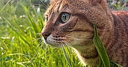 Warma participe au concours pour gagner de l'argent avec cette photo : cat, tabby_cat, pet, animal, feline, close_up, portrait, green_eyes, whiskers, ears, fur, grass, garden, outdoors, sunlight, nature, backyard, side_profile, alert, wildlife