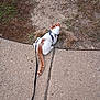 Little One is registered to the contest to win money with this photo: cat, leash, sidewalk, grass, outdoor, pet, curious, white, orange, animal, exploring, footwear, cracked_sidewalk, nature, pavement, walking, small_animal, patchy_grass, daylight, urban