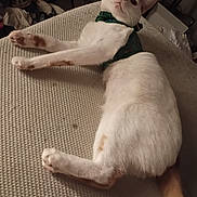 Little One is registered to the contest to win money with this photo: cat, white_cat, orange_spots, pet, indoor, harness, feline, relaxed, lying_down, curious, texture, fabric, close_up, animal, mammal, domestic, whiskers, ears, tail, paws